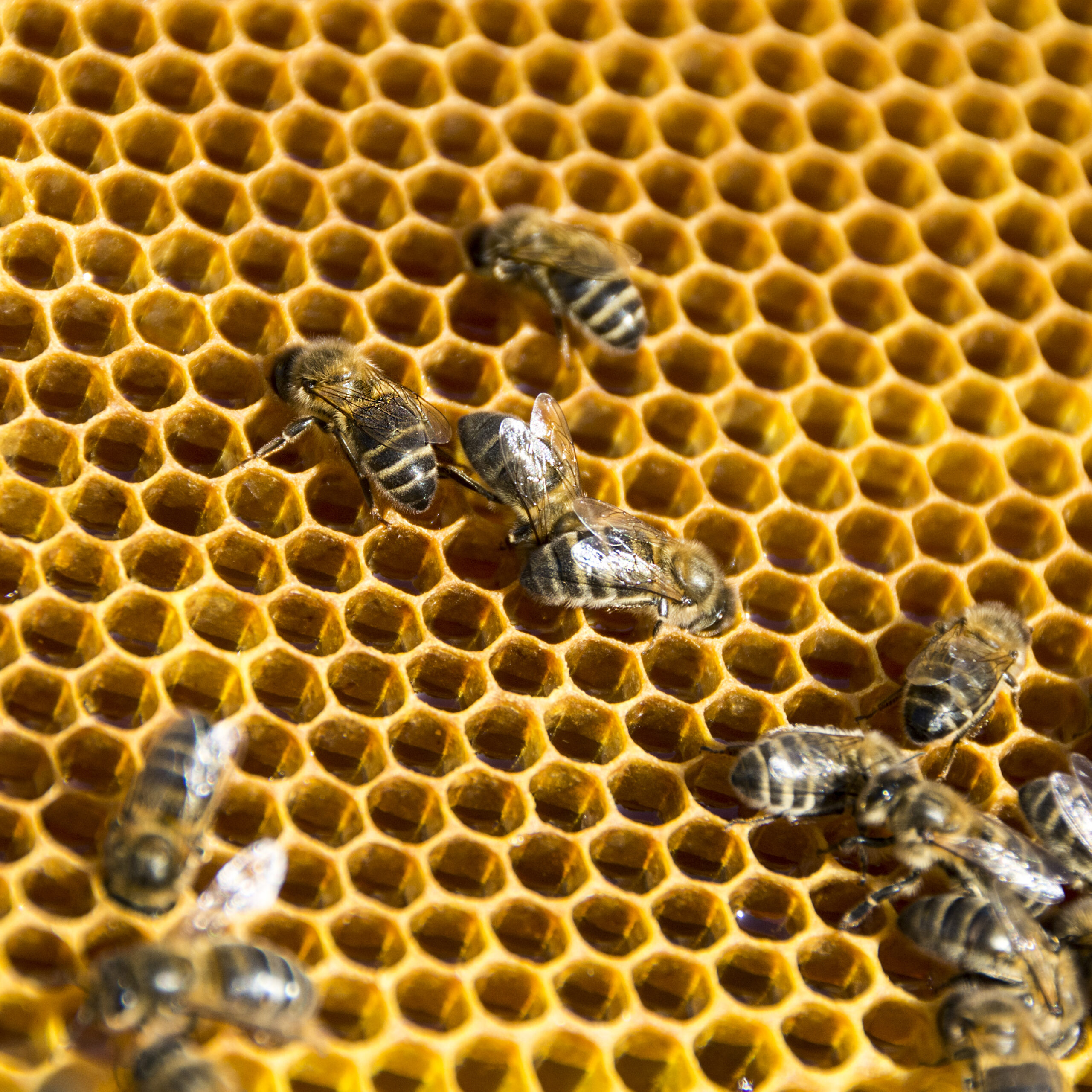 The Fascinating World of Bees